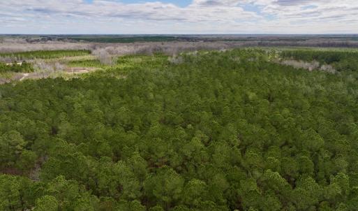 Photo #4 of 90000 Sheppard Mill Rd, Greenville, NC 254.0 acres
