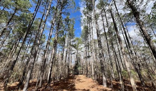 Photo #8 of 90000 Sheppard Mill Rd, Greenville, NC 254.0 acres