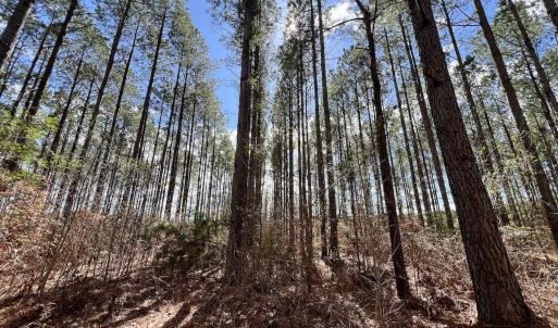 Photo #9 of 90000 Sheppard Mill Rd, Greenville, NC 254.0 acres