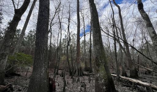 Photo #22 of 90000 Sheppard Mill Rd, Greenville, NC 254.0 acres