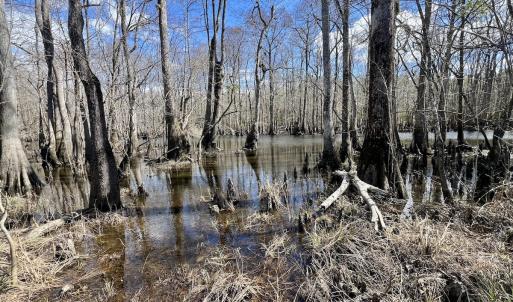 Photo #23 of 90000 Sheppard Mill Rd, Greenville, NC 254.0 acres