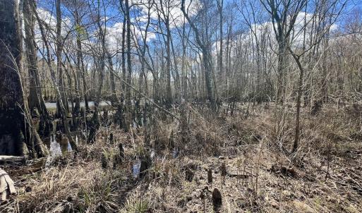 Photo #24 of 90000 Sheppard Mill Rd, Greenville, NC 254.0 acres