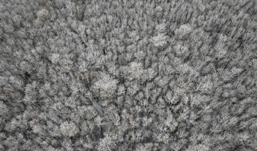 Photo #33 of 90000 Sheppard Mill Rd, Greenville, NC 254.0 acres