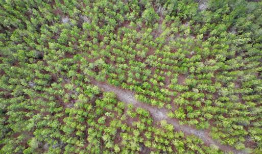 Photo #41 of 90000 Sheppard Mill Rd, Greenville, NC 254.0 acres