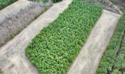 Photo #44 of 90000 Sheppard Mill Rd, Greenville, NC 254.0 acres