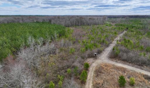 Photo #52 of 90000 Sheppard Mill Rd, Greenville, NC 254.0 acres