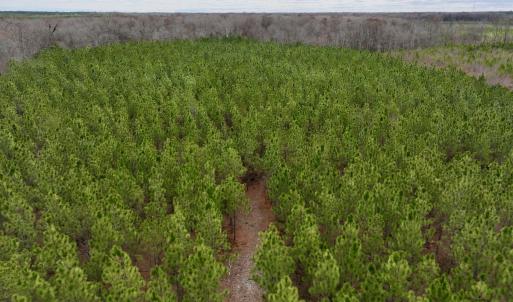 Photo #53 of 90000 Sheppard Mill Rd, Greenville, NC 254.0 acres
