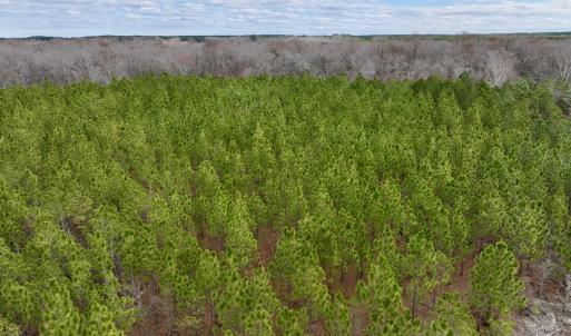 Photo #54 of 90000 Sheppard Mill Rd, Greenville, NC 254.0 acres