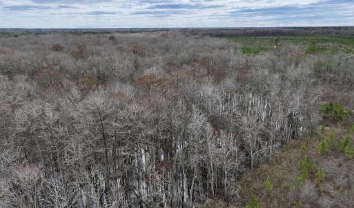 Photo #55 of 90000 Sheppard Mill Rd, Greenville, NC 254.0 acres