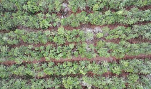Photo #65 of 90000 Sheppard Mill Rd, Greenville, NC 254.0 acres