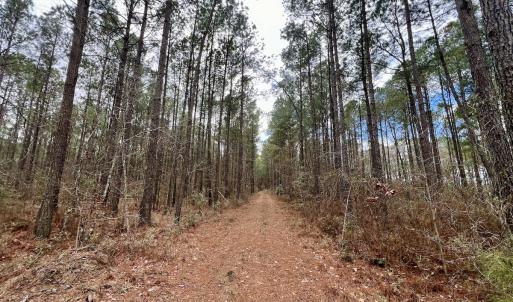 Photo #66 of 90000 Sheppard Mill Rd, Greenville, NC 254.0 acres
