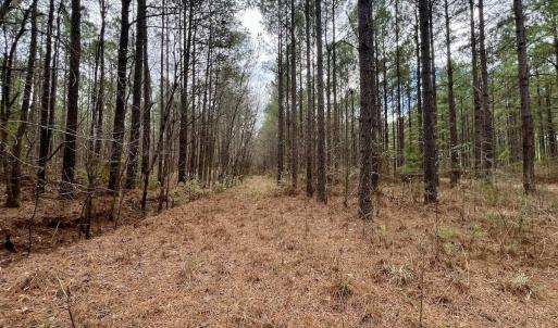 Photo #67 of 90000 Sheppard Mill Rd, Greenville, NC 254.0 acres