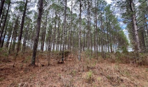Photo #68 of 90000 Sheppard Mill Rd, Greenville, NC 254.0 acres