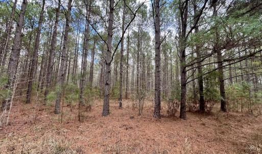 Photo #74 of 90000 Sheppard Mill Rd, Greenville, NC 254.0 acres