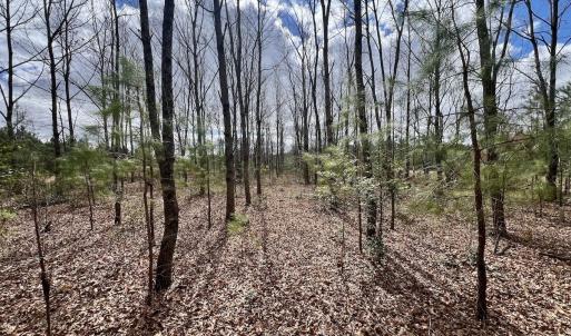 Photo #78 of 90000 Sheppard Mill Rd, Greenville, NC 254.0 acres