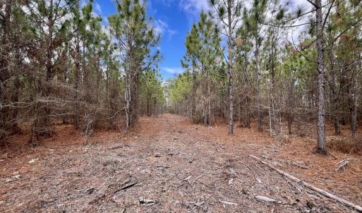 Photo #80 of 90000 Sheppard Mill Rd, Greenville, NC 254.0 acres