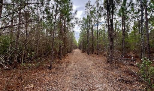 Photo #81 of 90000 Sheppard Mill Rd, Greenville, NC 254.0 acres