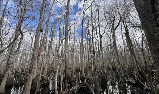 Photo #82 of 90000 Sheppard Mill Rd, Greenville, NC 254.0 acres
