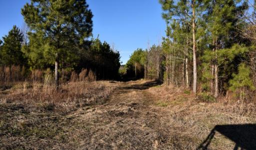Photo #4 of 973 Mosely Road, Walstonburg, NC 204.2 acres