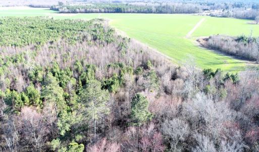 Photo #5 of 973 Mosely Road, Walstonburg, NC 204.2 acres