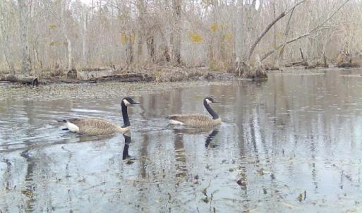Photo #7 of 973 Mosely Road, Walstonburg, NC 204.2 acres