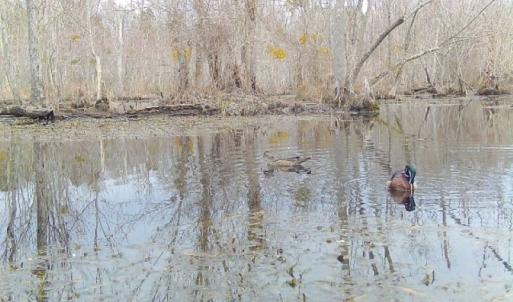 Photo #9 of 973 Mosely Road, Walstonburg, NC 204.2 acres