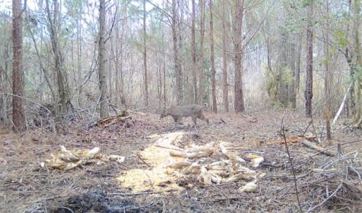 Photo #12 of 973 Mosely Road, Walstonburg, NC 204.2 acres