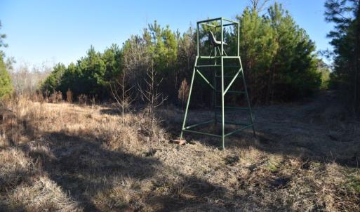 Photo #13 of 973 Mosely Road, Walstonburg, NC 204.2 acres