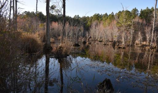 Photo #16 of 973 Mosely Road, Walstonburg, NC 204.2 acres