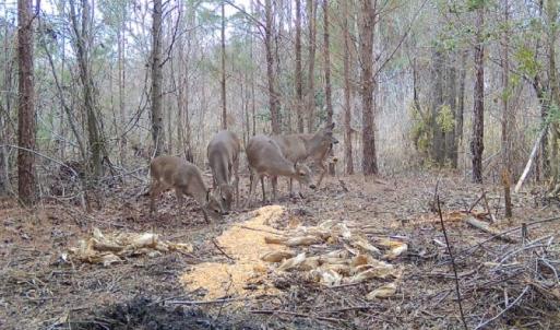 Photo #17 of 973 Mosely Road, Walstonburg, NC 204.2 acres