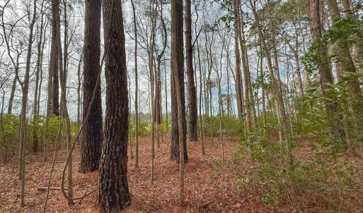 Photo #36 of 803 Sailhaven Drive, Oriental, NC 0.9 acres