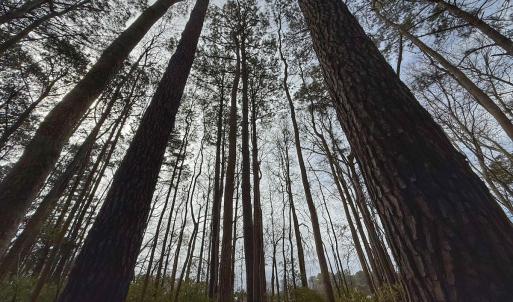 Photo #38 of 803 Sailhaven Drive, Oriental, NC 0.9 acres