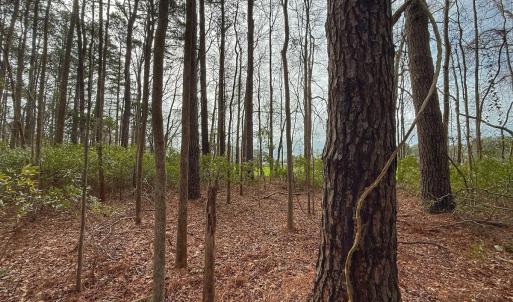 Photo #39 of 803 Sailhaven Drive, Oriental, NC 0.9 acres
