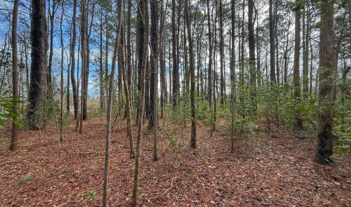 Photo #40 of 803 Sailhaven Drive, Oriental, NC 0.9 acres