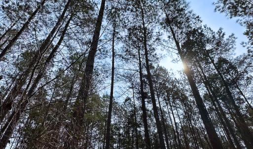 Photo #4 of Off Quarry Rd Skippers VA, Emporia, VA 8.8 acres