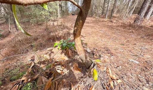 Photo #6 of Off Quarry Rd Skippers VA, Emporia, VA 8.8 acres
