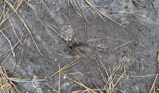 Photo #10 of Off Quarry Rd Skippers VA, Emporia, VA 8.8 acres