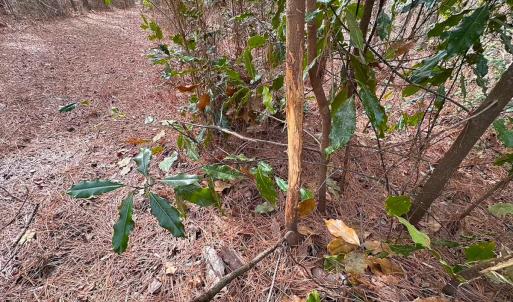Photo #15 of Off Quarry Rd Skippers VA, Emporia, VA 8.8 acres