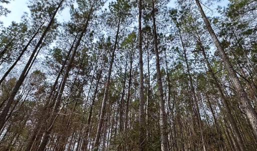 Photo #18 of Off Quarry Rd Skippers VA, Emporia, VA 8.8 acres