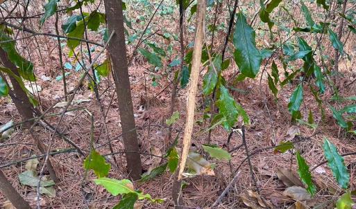 Photo #21 of Off Quarry Rd Skippers VA, Emporia, VA 8.8 acres