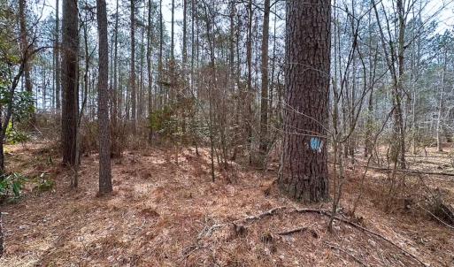 Photo #24 of Off Quarry Rd Skippers VA, Emporia, VA 8.8 acres