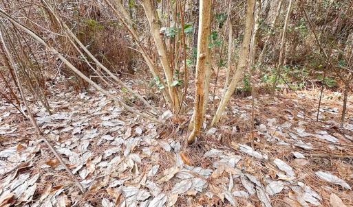 Photo #25 of Off Quarry Rd Skippers VA, Emporia, VA 8.8 acres