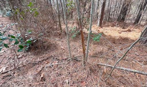 Photo #28 of Off Quarry Rd Skippers VA, Emporia, VA 8.8 acres