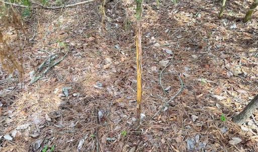 Photo #31 of Off Quarry Rd Skippers VA, Emporia, VA 8.8 acres