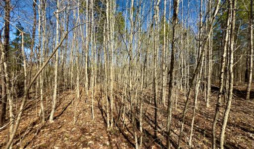 Photo #5 of SOLD property in Off Gene Road, New London, NC 0.9 acres