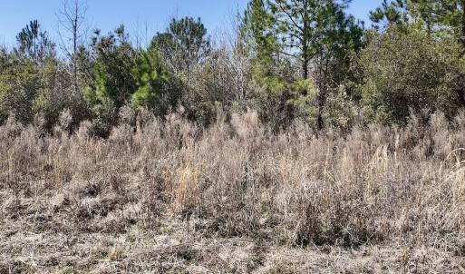 Photo #17 of Off Seven Creeks Hwy, Nakina, NC 9.9 acres