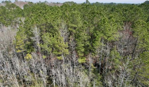 Photo #19 of Off Seven Creeks Hwy, Nakina, NC 9.9 acres