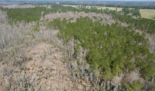 Photo #8 of Off Seven Creeks Hwy, Nakina, NC 9.9 acres