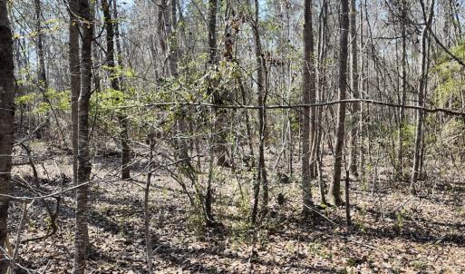Photo #21 of Off Seven Creeks Hwy, Nakina, NC 9.9 acres