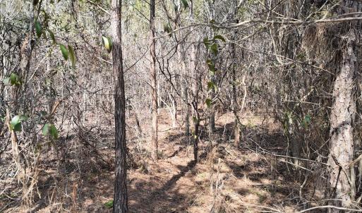 Photo #22 of Off Seven Creeks Hwy, Nakina, NC 9.9 acres